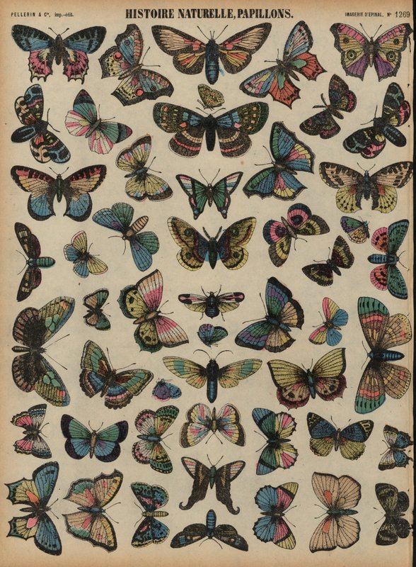 Butterflies by French School