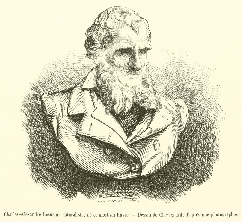Charles-Alexandre Lesueur, Naturalist, Born and Died in Le Havre by French School