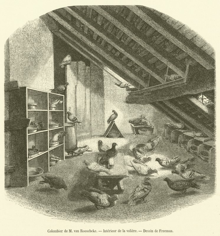 Dovecote of Mr. van Roosebeke, Interior of the Aviary (engraving) by French School