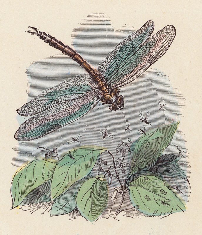 Dragonfly by French School
