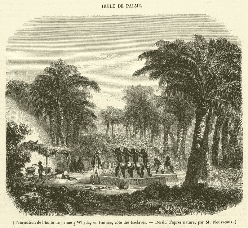 Palm Oil Production in Whydah, Guinea, Slave Coast (engraving) by French School