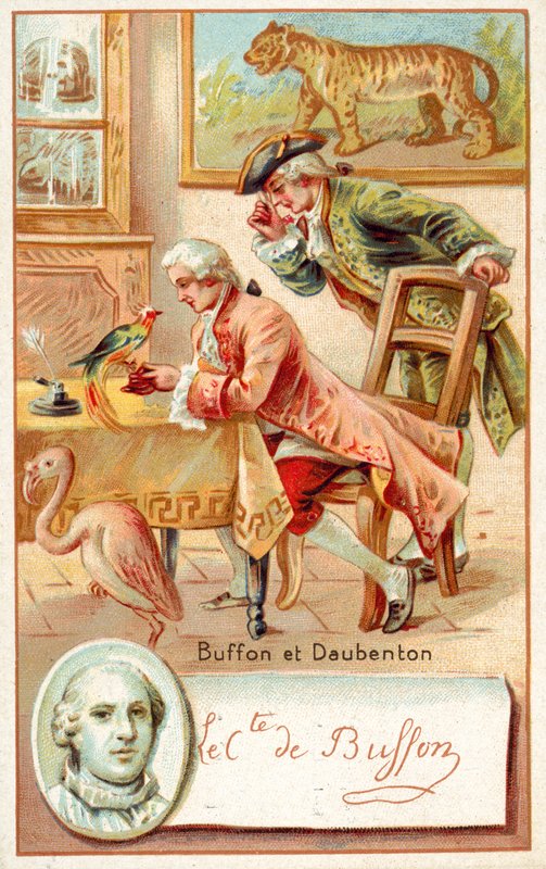 Georges-Louis Leclerc, Comte de Buffon, and Louis-Jean-Marie Daubenton, French naturalists by French School