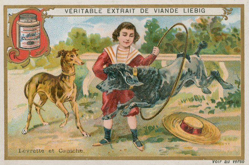 Greyhound and Poodle by French School