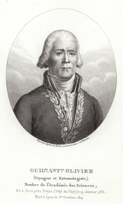 Guillaume Antoine Olivier by French School