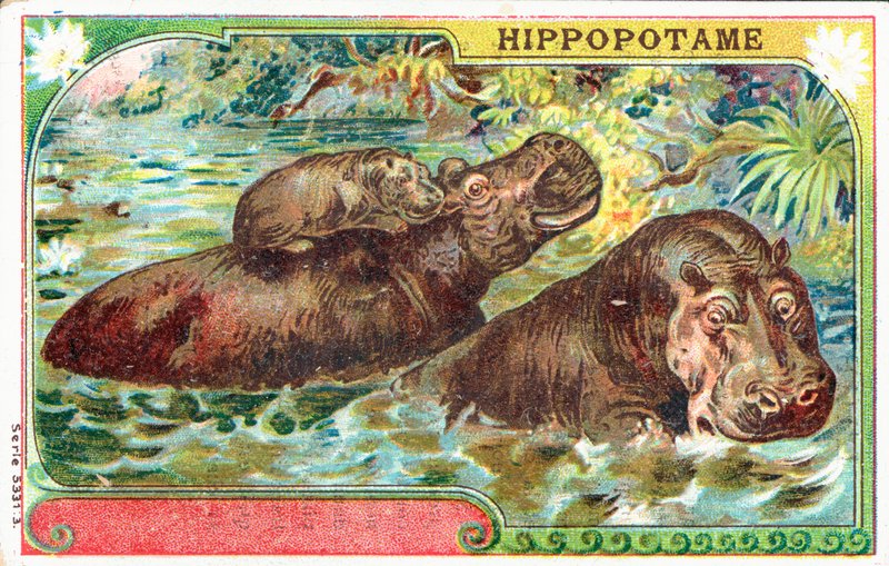 Hippopotamus Family by French School