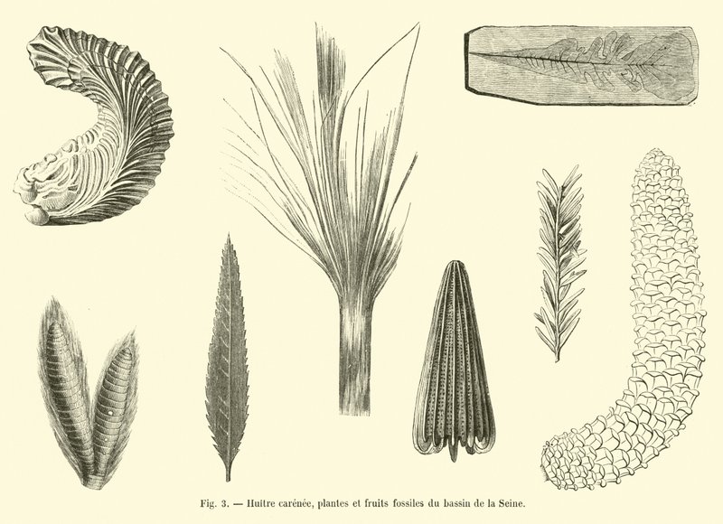 Carinated Oyster, Fossil Plants and Fruits from the Seine Basin by French School