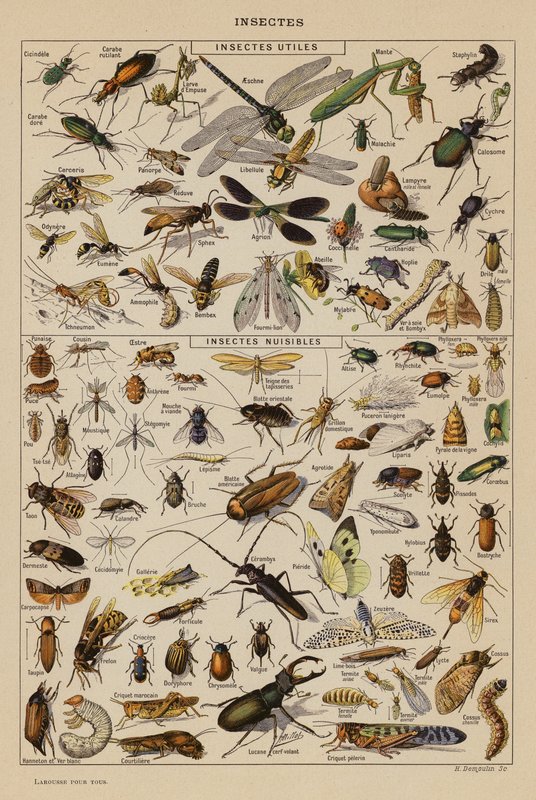 Insects by French School