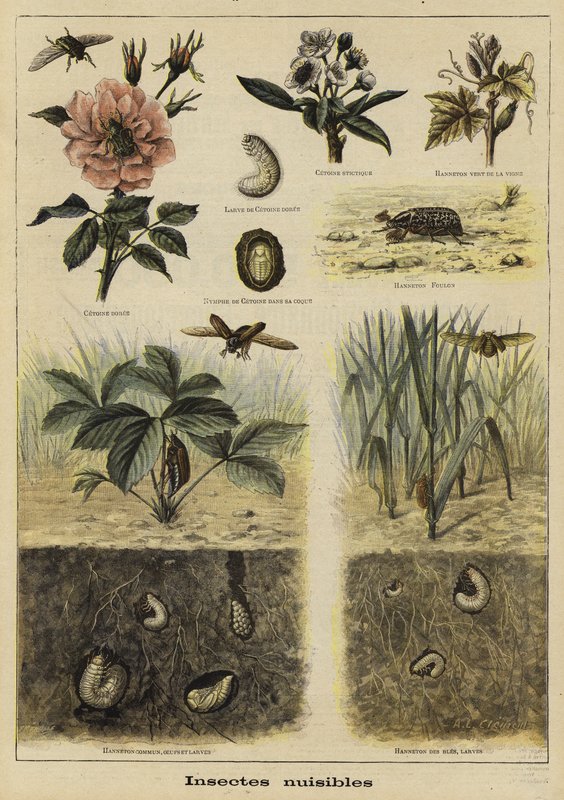 Insects harmful to agriculture by French School