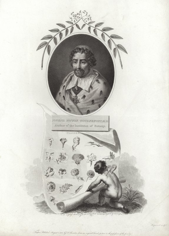 Joseph Pitton de Tournefort by French School