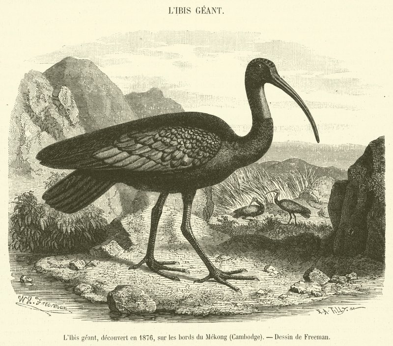 The Giant Ibis, Discovered in 1876, on the Banks of the Mekong, Cambodia by French School