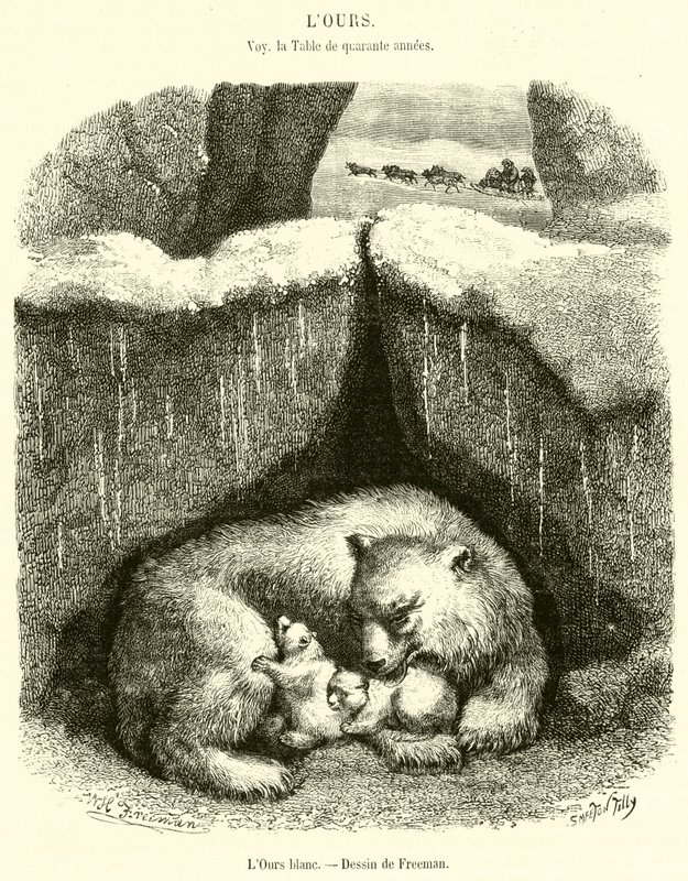 The Polar Bear (engraving) by French School