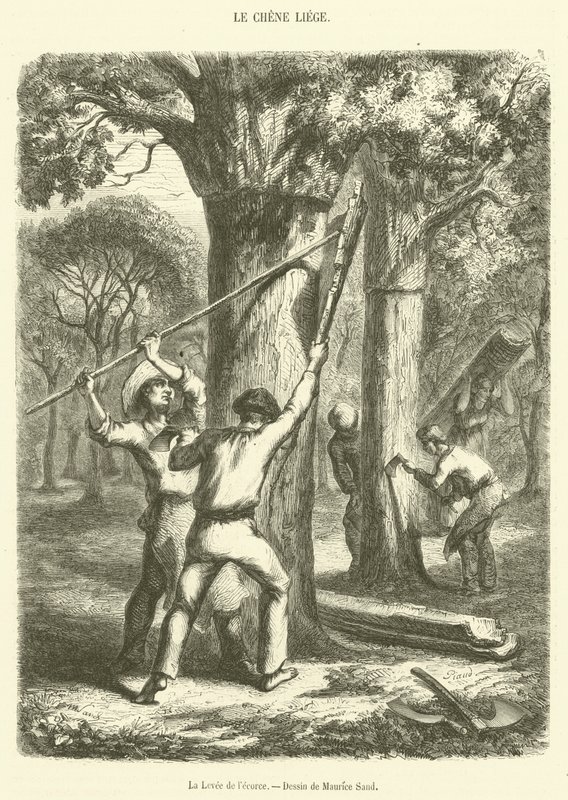 The Bark Harvest by French School