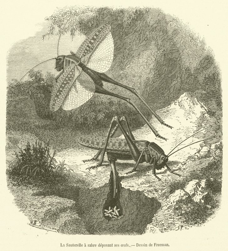 The Sword-bearing Grasshopper Laying Eggs (engraving) by French School
