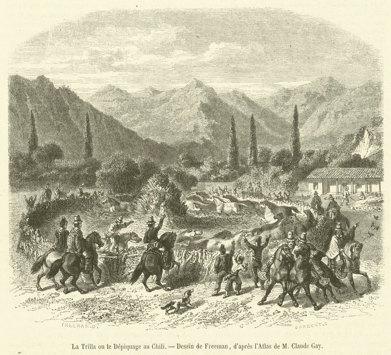 Threshing in Chile by French School