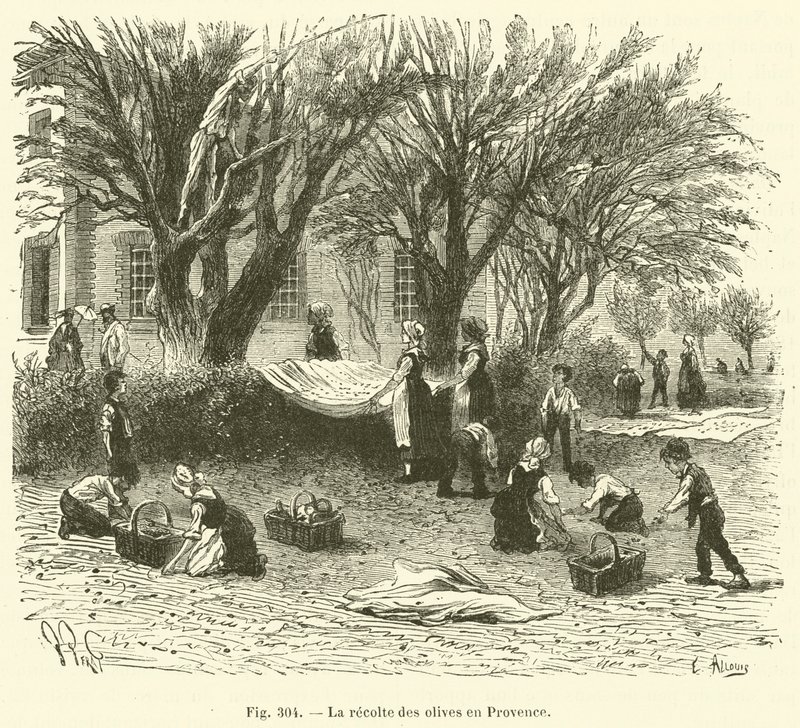 Olive Harvest in Provence by French School