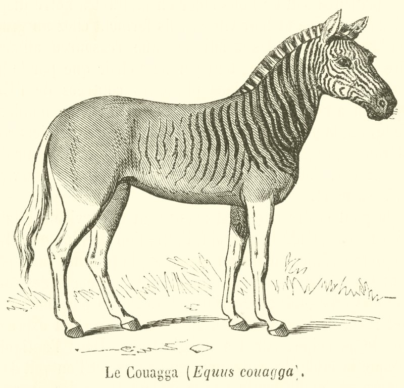 The Quagga, Equus quagga by French School