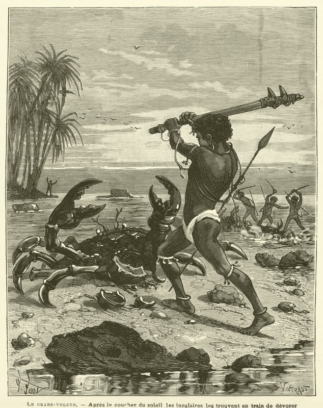 The Coconut Crab (engraving) by French School