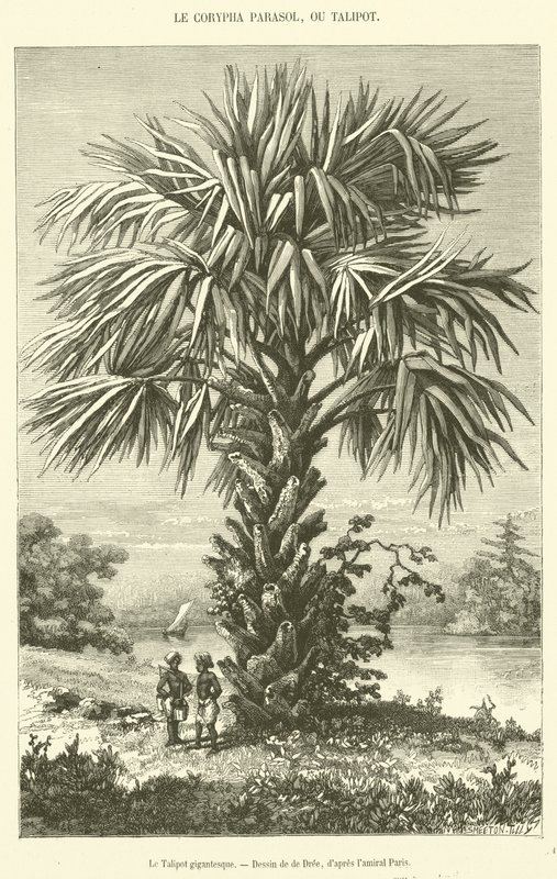 The Gigantic Talipot by French School