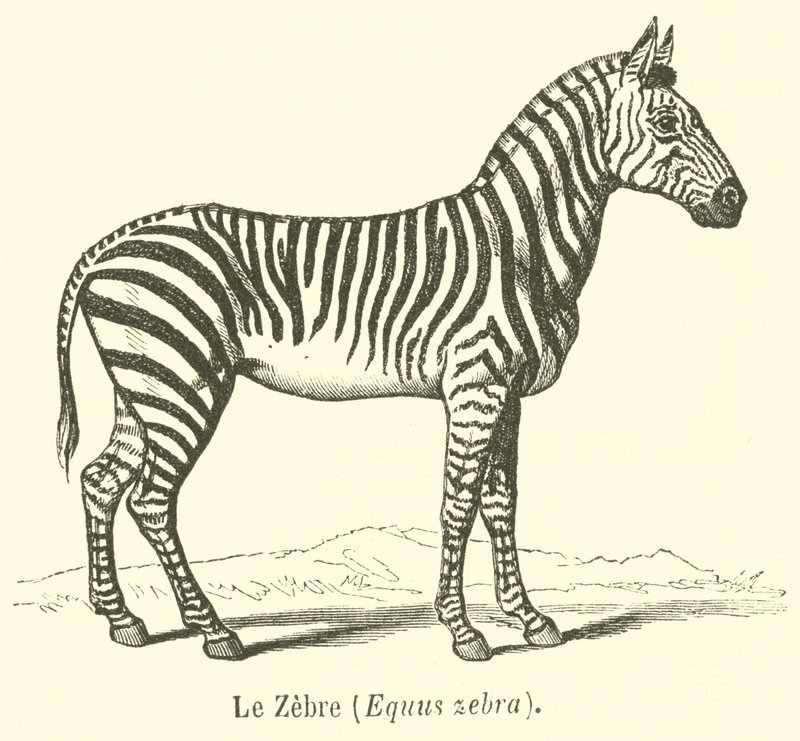 The Zebra, Equus Zebra (engraving) by French School