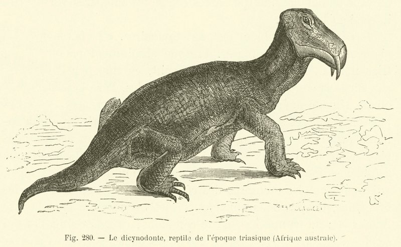 The Dicynodont, Reptile of the Triassic Period, Southern Africa by French School