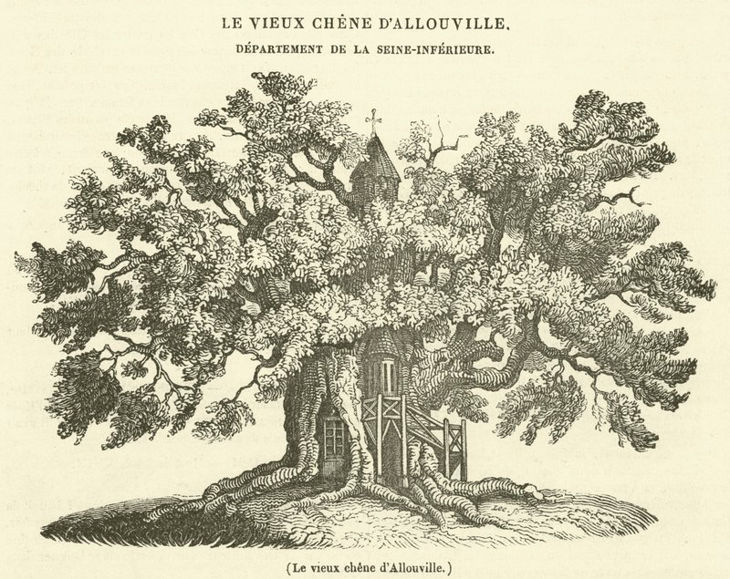 The old oak of Allouville by French School