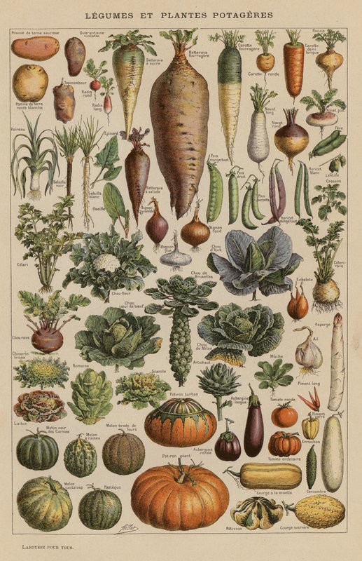 Legumes and Garden Plants by French School