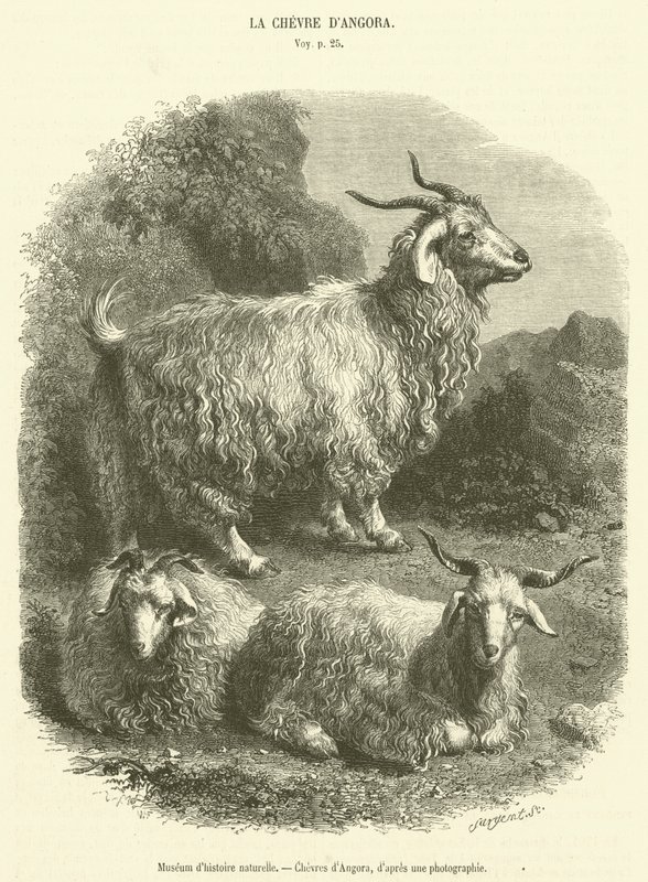 Natural History Museum, Angora Goats by French School