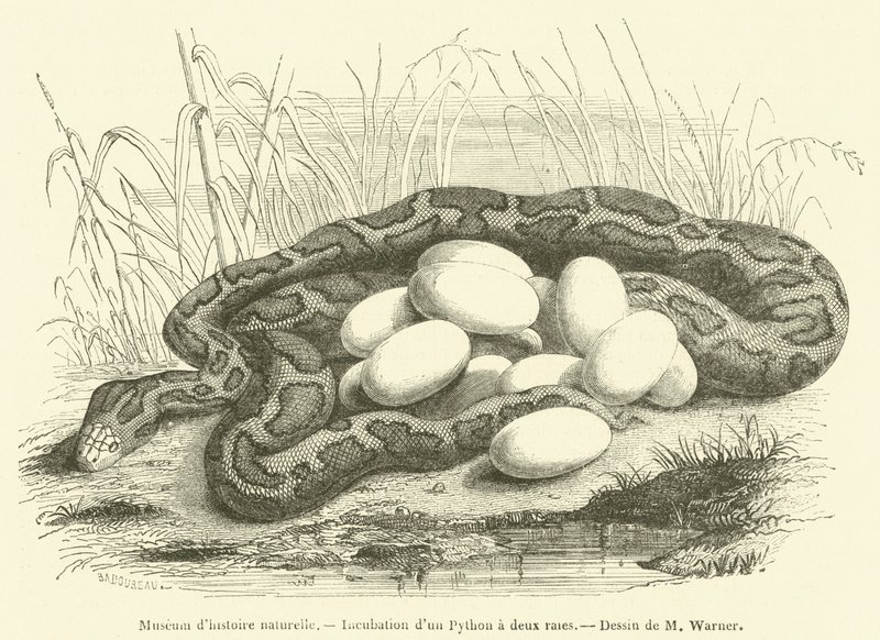 Natural History Museum, Incubation of a Python with Two Stripes (engraving) by French School