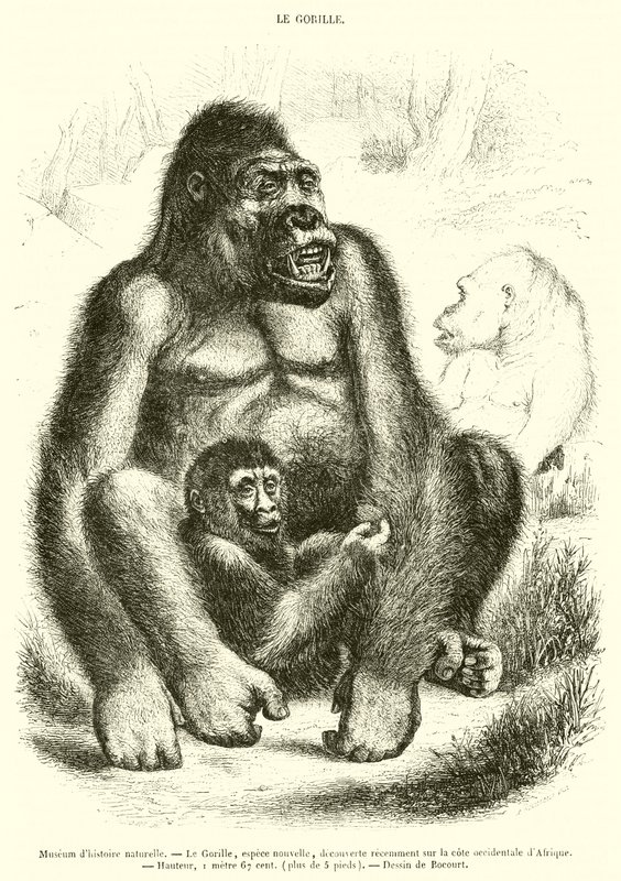 Natural History Museum, The Gorilla (engraving) by French School