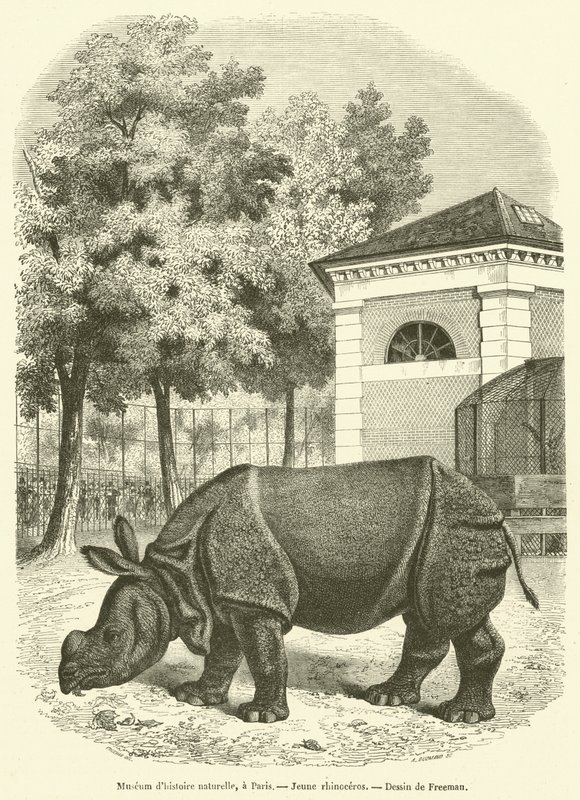 Natural History Museum, in Paris, Young Rhinoceros (engraving) by French School