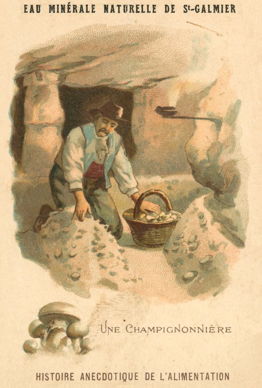 Mushroom grower by French School