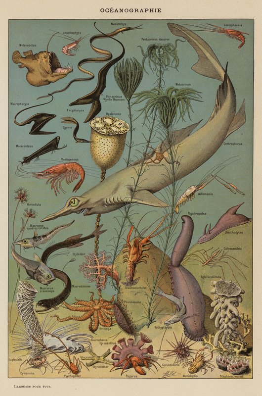 Oceanography by French School