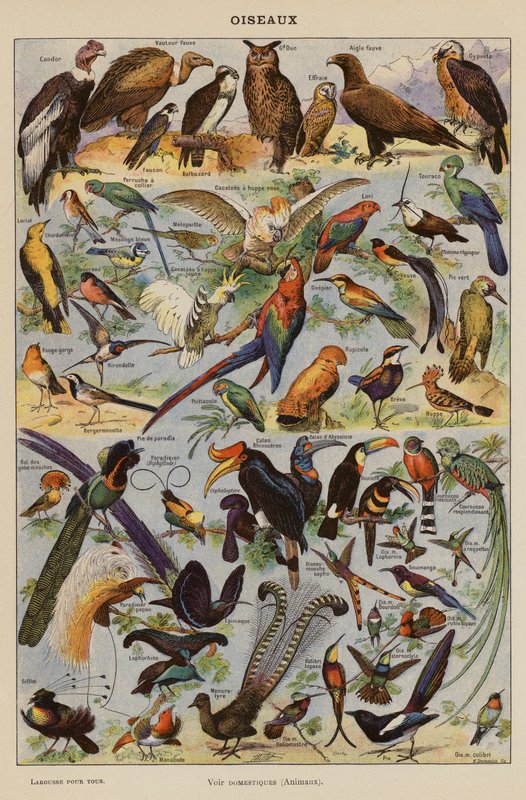 Oiseaux by French School
