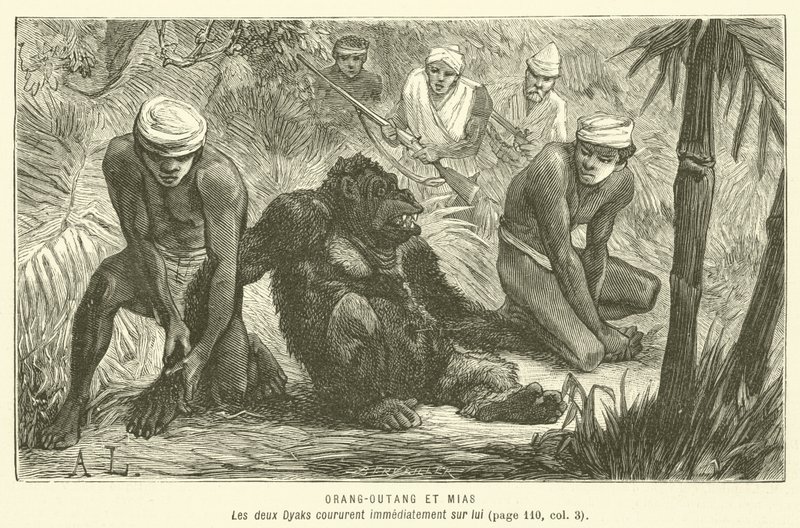 Orangutan and Mias (engraving) by French School