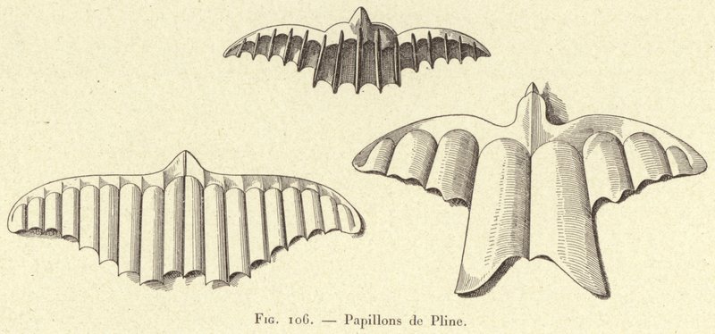 Butterflies of Pliny (engraving) by French School