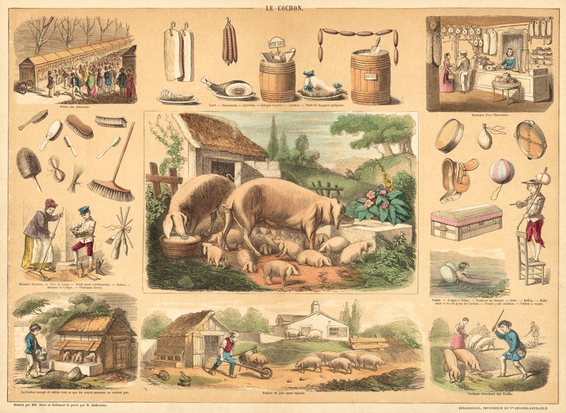 Pig by French School