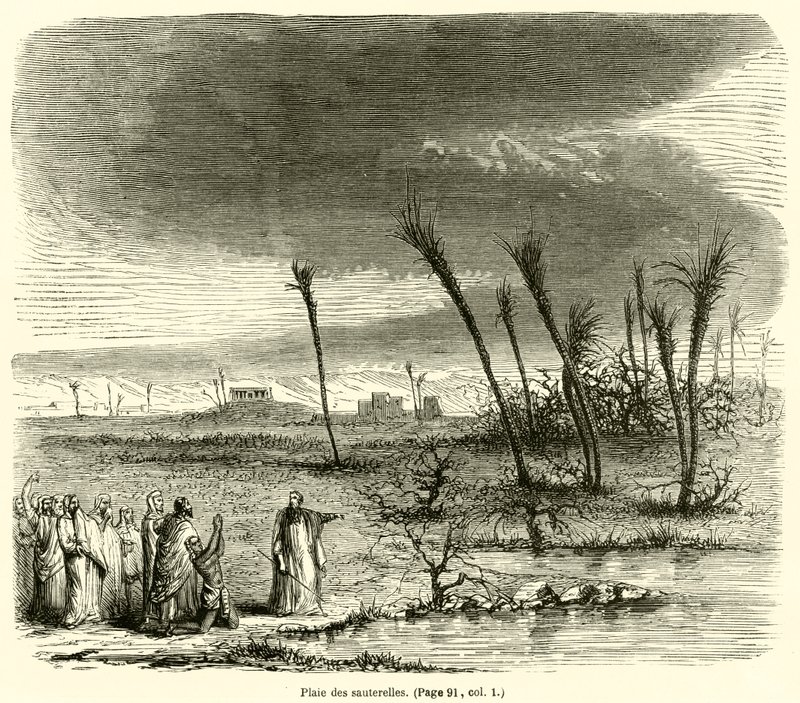 Plague of Locusts by French School