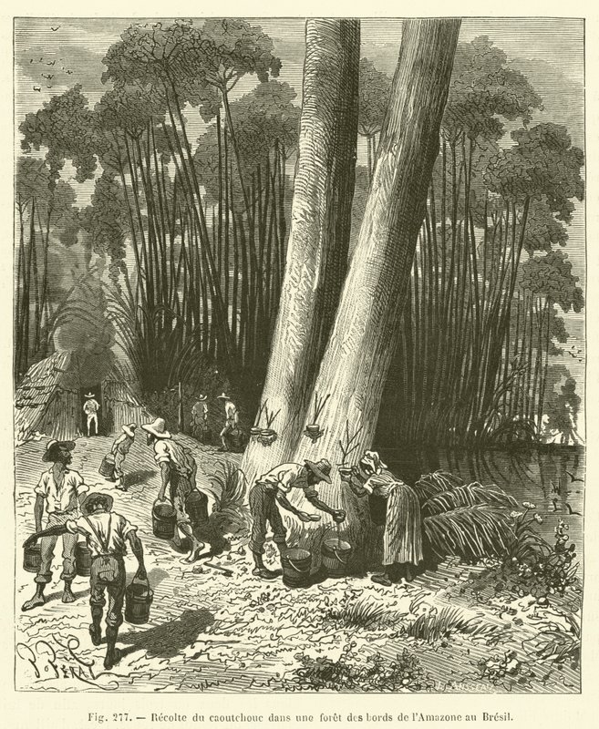 Rubber Harvest in a Forest on the Banks of the Amazon in Brazil by French School