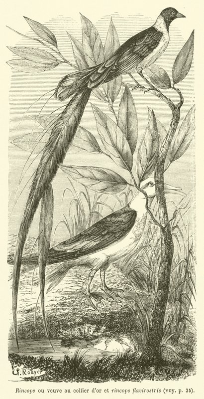 Rincops or Widow with Golden Collar and Rincops Flavirostris (engraving) by French School