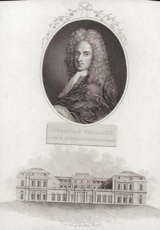 Sébastien Vaillant by French School