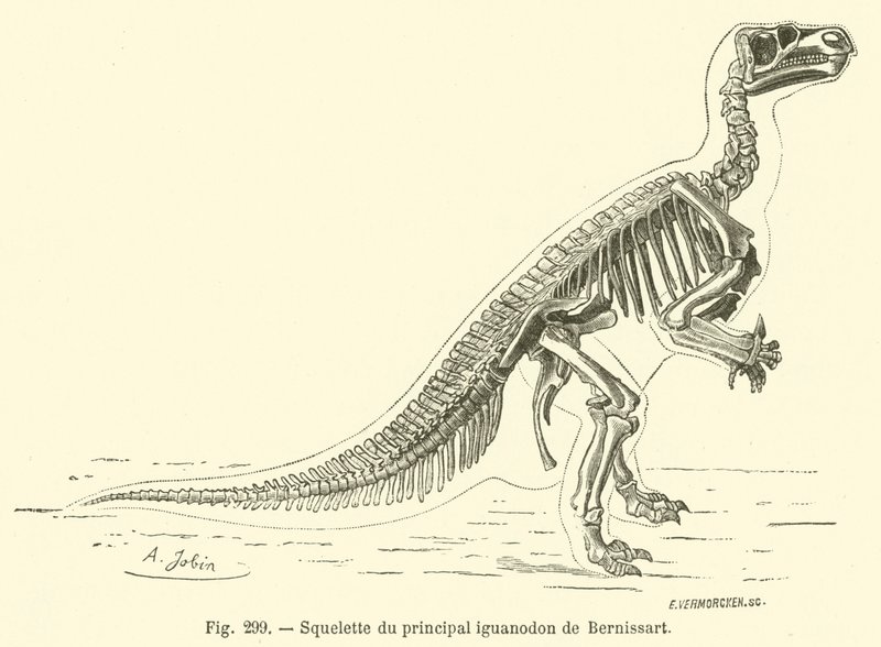 Skeleton of the Main Iguanodon of Bernissart by French School