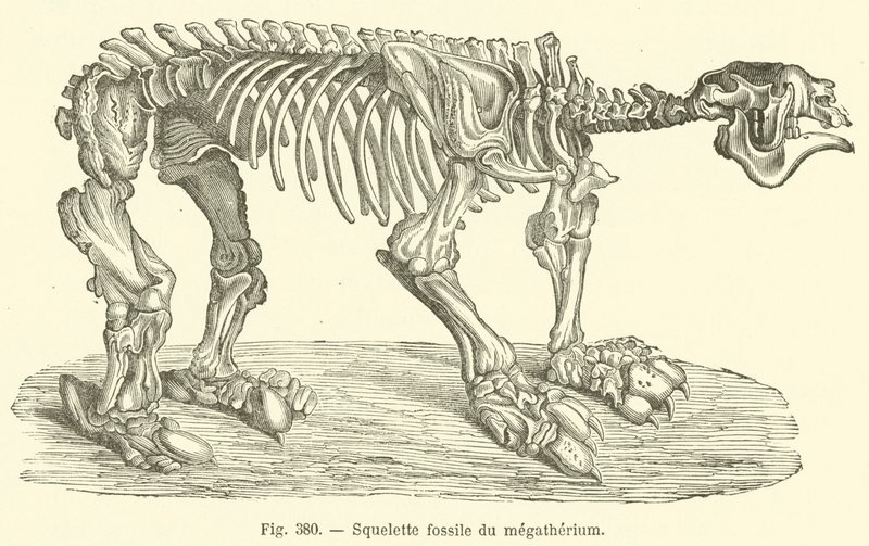 Fossil Skeleton of the Megatherium by French School