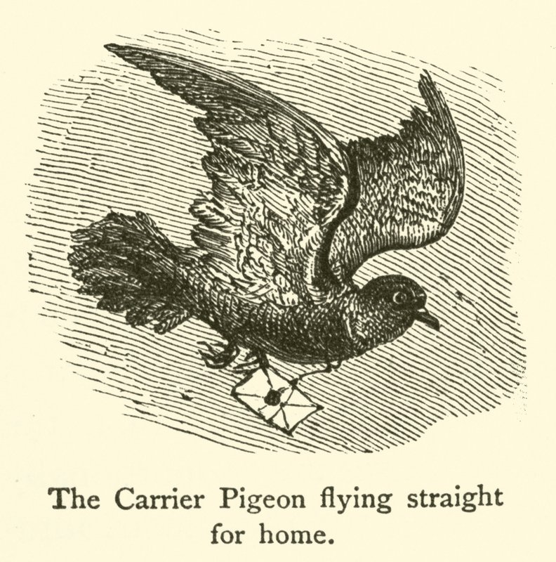 The Carrier Pigeon flying straight for home by French School