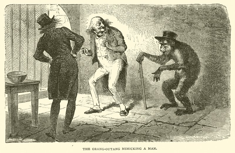 The Orangutan Mimicking a Man by French School