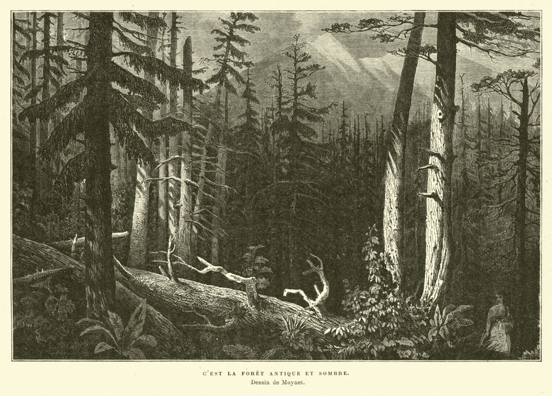 The Ancient Dark Forest by French School