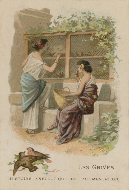 The Thrushes by French School