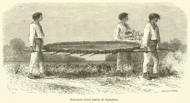 Transport of a Nymphaea Leaf by French School