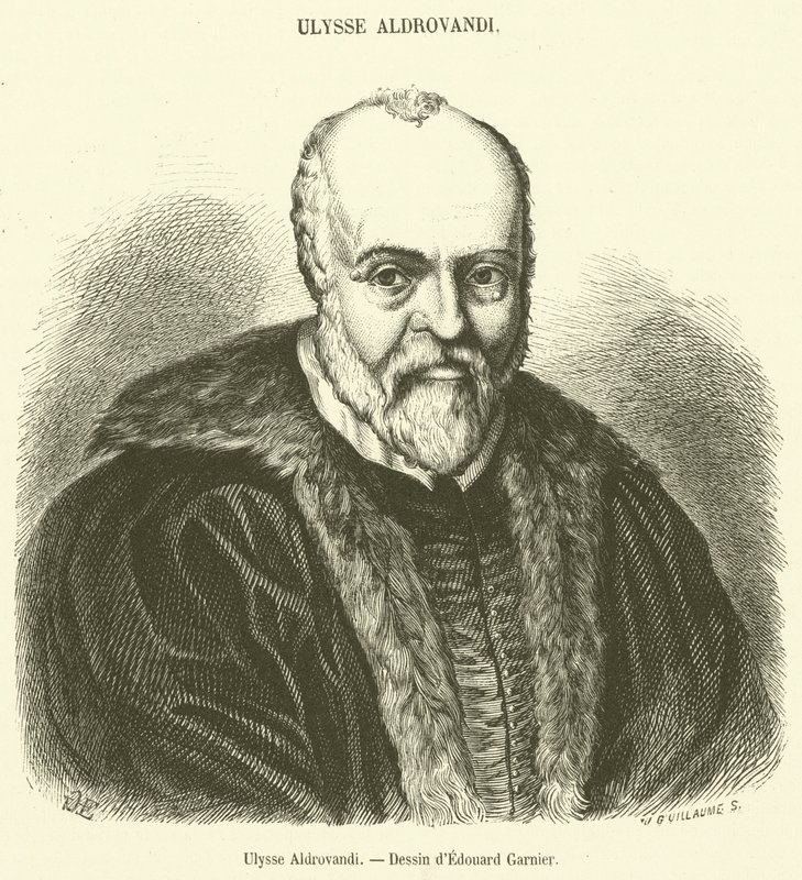 Ulisse Aldrovandi (engraving) by French School