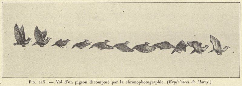 Flight of a Pigeon Decomposed by Chronophotography by French School