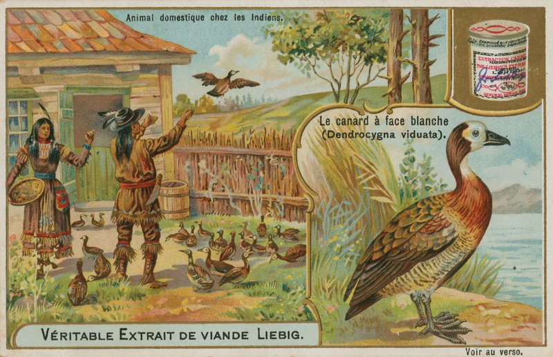 White-faced Whistling Duck by French School